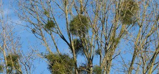 Photo de Gui dans un arbre