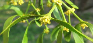 Photo de fleurs de Gui