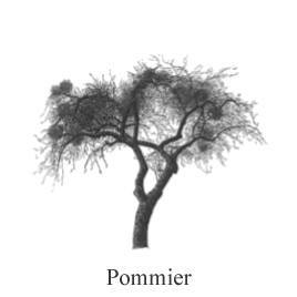 Pommier, arbre hôte du Gui